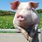 SmellThePig
